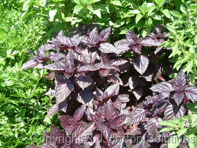 Basil Purple-leafed Coopernock_2